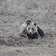 Grizzly Bear