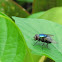 green bottle fly