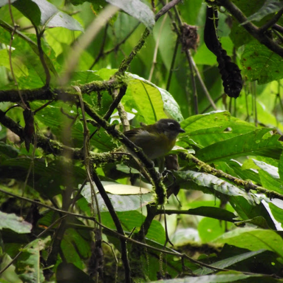 Spotting Image 1