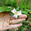 Catesby's Trillium