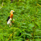 Javan Pond Heron