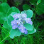Beach Vitex