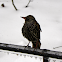 European Starling