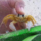 Ghost Crab