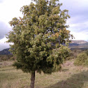 Ginebro