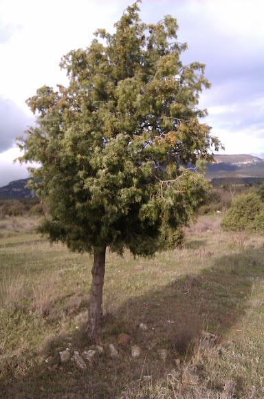 Spotting Image 1