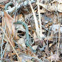 Western Ribbon Snake