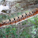 Oak Eggar Moth Caterpillar / Hrastov prelac (gusjenica)