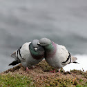 Pigeon