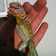 Eastern Collared Lizard