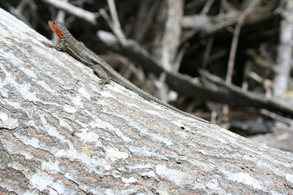Spotting Image 1