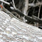 Lava Lizard 