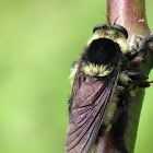Bee killer