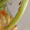 Aphids