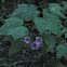 Wild Raspberry