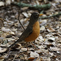 American Robin
