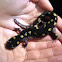 Spotted salamander