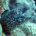 Spotted Moray Eel