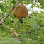 Oak Gall