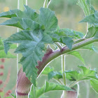 Giant Hogweed