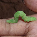 Inchworm