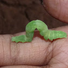 Inchworm