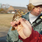 Fox Sparrow