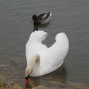 Mute Swan [and Mallard]
