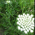 Queen Anne's Lace