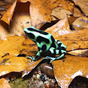 Green and Black Poison Dart Frog