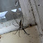 Nursery Web Spider