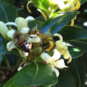 Bee