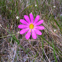 Bartram's marsh pink