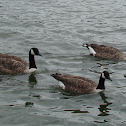 Canada Goose