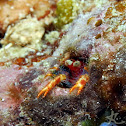 Olivar's Squat Lobster