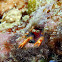 Olivar's Squat Lobster