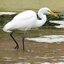 Great White Egret