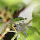 Carolina Anole