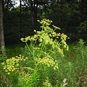 Wild Parsnip