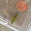 Southern Green-Striped Grasshopper