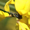 black bean aphid