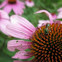 sweat bee