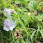 uncertain flower