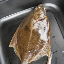 European flounder
