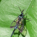 Clear winged moth