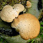Boletes fungus
