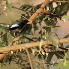 Oriental Magpie Robin