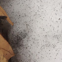 Snow fleas