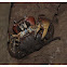 Tangoman Crab