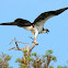 Osprey